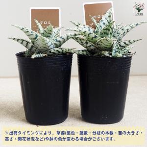 アロエ ブリザード 多肉植物 2.5号/お買い...の詳細画像2