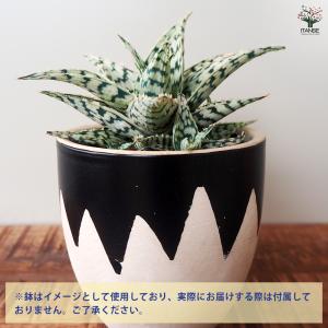 アロエ ブリザード 多肉植物 2.5号/お買い...の詳細画像3
