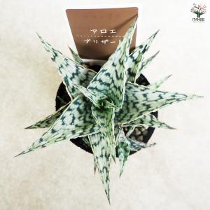 アロエ ブリザード 多肉植物 2.5号/お買い...の詳細画像5