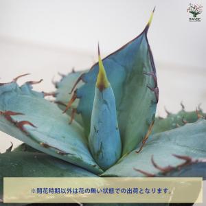 アガベ チタノタ ホワイトアイス 多肉植物 3...の詳細画像3