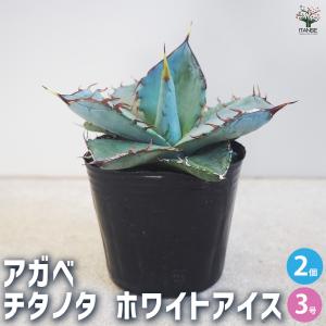 多肉植物：アガベ チタノタ錦 黄覆輪*幅11cm 現品！一品限り : 遊恵