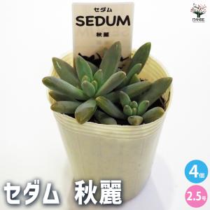 多肉植物✩.*˚姫秋麗 ポットごと 姫秋麗 (ヒメシュウレイ) 【多肉植物 3号ポット】｜ 【植物の