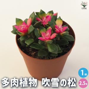 多肉植物 吹雪の松 多肉植物 2.5号ポット/1個売り 多肉植物 寄せ植え ガーデニング リビング オフィス 事務所 インテリア