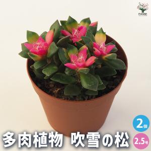 農園直売 多肉植物 寄せ植え アエオニウム属 ガーネット白斑錦（群