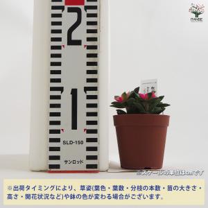 多肉植物 吹雪の松 多肉植物 2.5号ポット/...の詳細画像1