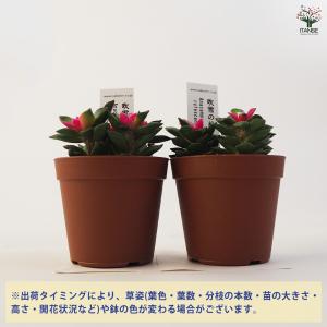 多肉植物 吹雪の松 多肉植物 2.5号ポット/...の詳細画像2