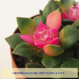 多肉植物 吹雪の松 多肉植物 2.5号ポット/...の詳細画像3