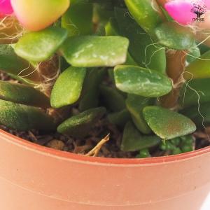 多肉植物 吹雪の松 多肉植物 2.5号ポット/...の詳細画像4