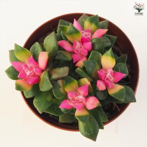 多肉植物 吹雪の松 多肉植物 2.5号ポット/...の詳細画像5