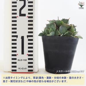 アガベ 雷神 多肉植物 3.5号鉢/1個売り ...の詳細画像1