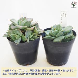 アガベ 雷神 多肉植物 3.5号鉢/1個売り ...の詳細画像2