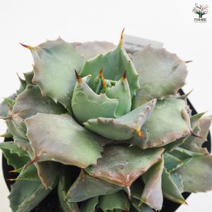 アガベ 雷神 多肉植物 3.5号鉢/1個売り ...の詳細画像5