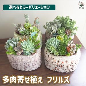 鉢 植木鉢 ポリ製 多肉植物 寄せ植え かわいい プチオアシス・天空の城