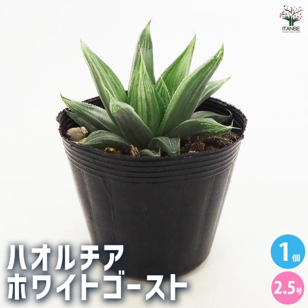 ハオルチア ホワイトゴースト 多肉植物 2.5号ポット/1個売り 多肉植物 ハオルチア ハオルチア属...
