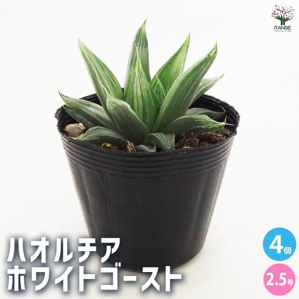 ハオルチア ホワイトゴースト 多肉植物 2.5号ポット/お買い得4個セット 多肉植物 ハオルチア ハ...