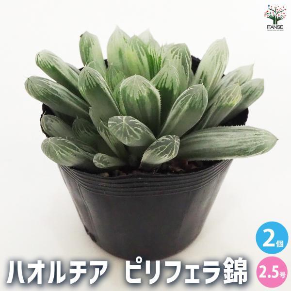 ハオルチア ピリフェラ錦 多肉植物 2.5号ポット/お買い得2個セット 多肉植物 ハオルチア ハオル...