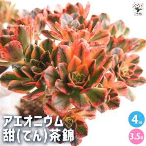 アエオニウム 専用出品 期間限定増量 農園直売 送料無料 多肉植物 アエオニウム属、1点選べる