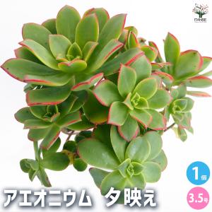 日本花キ流通 多肉植物 sdアデニア グラウカ 実生 多肉植物 塊根植物