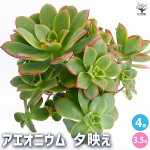 6 #観葉植物アエオニウム錦❤️リバーストーン❤️ 1大頭17cm 拔き苗 アエオニウム リバーストーン 多肉植物 3号/1個売り リビング オフィス