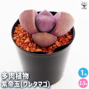 日本花キ流通 多肉植物 skエケベリア ブラックローズ エケベリア