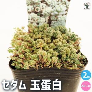 ITANSE セダム ・パリダム 多肉植物 グランドカバー 3号ポット苗