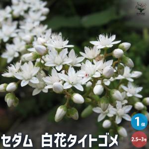 多肉植物 センペルビウム モアハニーブルーホリズン 7.5cmポット 観葉