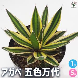 多肉植物：アガベ オーレア錦 黄中斑*幅50cm 現品！一品限り : 遊恵