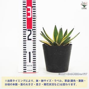 アガベ 五色万代 多肉植物 5号/1個売り リ...の詳細画像1