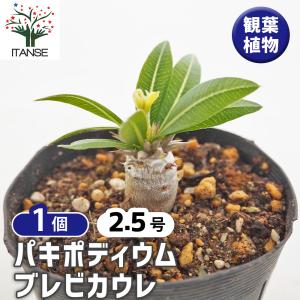 パキポディウムエブレネウム恵比寿大黒 塊根幅約7.5cm現品鉢ごと発送 園芸ネット本店｜パキポディウム：恵比寿大黒 3号鉢植え 25-01 の通販