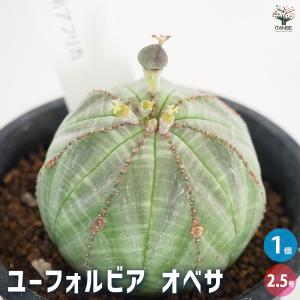 アリ植物 レカノプテリス Lecanopteris 4.5号｜観葉01-D1 : 赤塚植物園