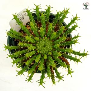 ユーフォルビア フラナガニー 多肉植物 3.5...の詳細画像3