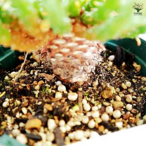 ユーフォルビア フラナガニー 多肉植物 3.5...の詳細画像4