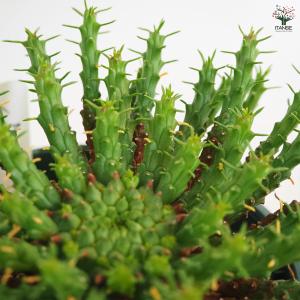 ユーフォルビア フラナガニー 多肉植物 3.5...の詳細画像5