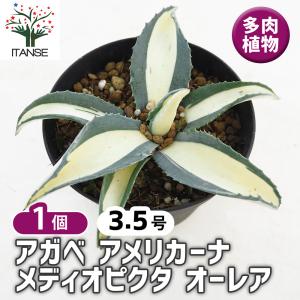 アガベ アメリカーナ メディオピクタ Aurea...の商品画像