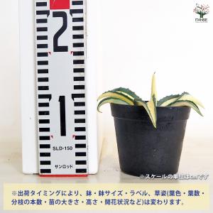 アガベ アメリカーナ メディオピクタ Aure...の詳細画像1