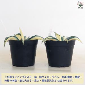 アガベ アメリカーナ メディオピクタ Aure...の詳細画像2