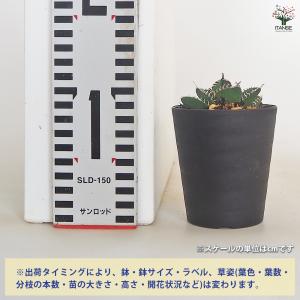 アガベ 南アフリカダイヤモンド 多肉植物 3号...の詳細画像1