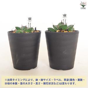 アガベ 南アフリカダイヤモンド 多肉植物 3号...の詳細画像2