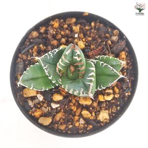 アガベ 南アフリカダイヤモンド 多肉植物 3号...の詳細画像3