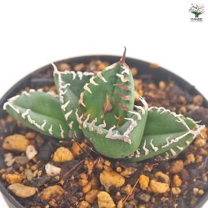 アガベ 南アフリカダイヤモンド 多肉植物 3号...の詳細画像4