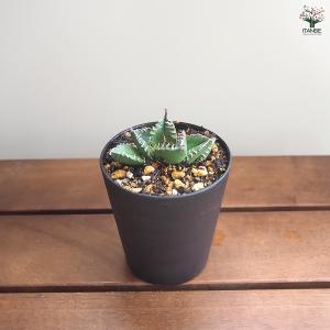アガベ 南アフリカダイヤモンド 多肉植物 3号...の詳細画像5