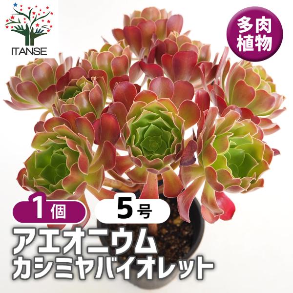 アエオニウム カシミヤバイオレット 多肉植物 5号/1個売り リビング オフィス 事務所 インテリア...