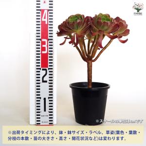 アエオニウム カシミヤバイオレット 多肉植物 ...の詳細画像1