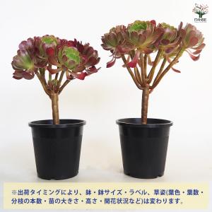 アエオニウム カシミヤバイオレット 多肉植物 ...の詳細画像2