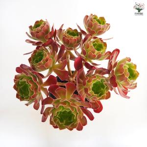 アエオニウム カシミヤバイオレット 多肉植物 ...の詳細画像3