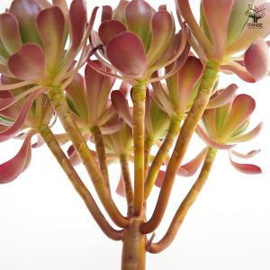 アエオニウム カシミヤバイオレット 多肉植物 ...の詳細画像4