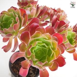 アエオニウム カシミヤバイオレット 多肉植物 ...の詳細画像5