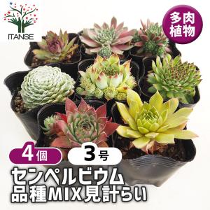 日本花キ流通 多肉植物 onセンペルビウム 笑牡丹 9cmポット : フラワー