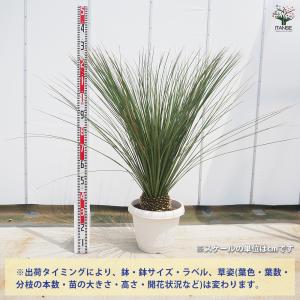 ダシリリオン ロンギッシマム 多肉植物 13号...の詳細画像1