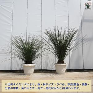 ダシリリオン ロンギッシマム 多肉植物 13号...の詳細画像2
